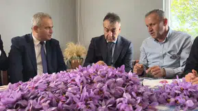 Dünyanın en pahalı baharatı Safranbolu'da altın değerinde hasat ediliyor