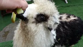 Çobanla kuzusu Abbas’ın ayrılmaz dostluğu