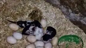 Adıyaman'da tavuk dört yavru kediyi kanatları altına aldı