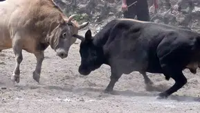 İspir’de boğa güreşleri meydanı coşturdu