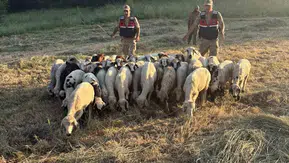 Jandarma sürüyü dronla havadan tarayıp buldu