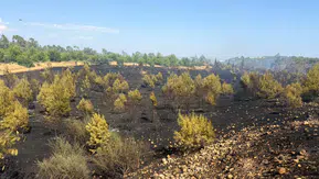 Antalya Aksu'da orman yangını korkuttu