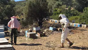 Datça ormanlarını korkutan yangın büyümeden söndürüldü