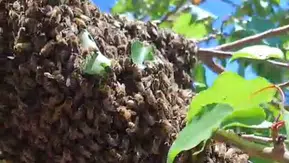 Malatya’da kayısı ağacı binlerce arıya ev sahipliği yaptı