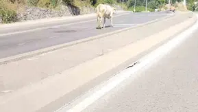 Ümraniye trafiğinde inek paniği