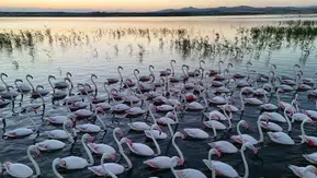 Flamingoların göç molası Aksaray semalarını renklendirdi