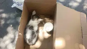 Siirt'te reklam panosuna giren minik kedi AFAD tarafından kurtarıldı