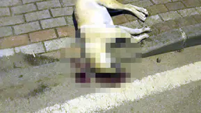 Köpeği vuran kasabın beraat kararı istinaftan döndü