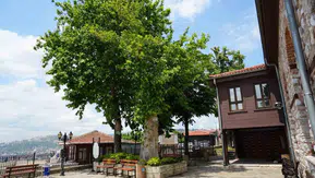 İzmit'in 6 asırlık dev çınarı yıldırımlara meydan okuyor