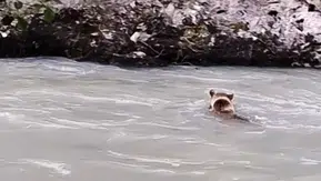 Munzur Nehri’nde ayının zorlu geçiş mücadelesi