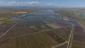Çankırı'da aşırı yağışlar pirinç tarlasını vurdu
