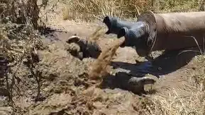 Bismil tarlasında sulama borusundan porsuklar çıktı