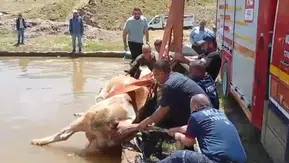Muşta çamura saplanan inek itfaiye ekiplerince kurtarıldı