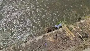 Karabük tünelinde çarptığı bozayı çayda ölü bulundu