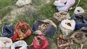 Çankırı'da 35 kilo salep toplayanlara 7 milyon liraya yakın ceza