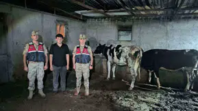 Kilisli gencin kayıp hayvanlarını jandarma arazide buldu
