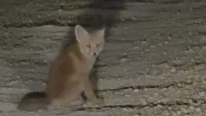 Tunceli yollarında beklenmedik misafirler