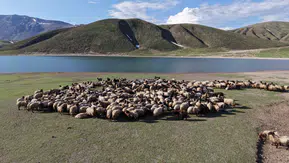 Göçerlerin sıcaktan kaçış rotası Bitlis yaylaları oldu