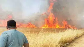 Harran ovasında hasat bekleyen buğdaylar alevlere teslim oldu