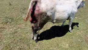 Samsun yaylalarında ayı korkusu üreticiyi bezdirdi