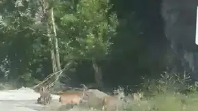 Malatya’da sürü halinde yola inen yaban keçileri kameraya yansıdı