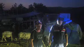 Ağıl kapısı açık kaldı, 50 koyun kayboldu; jandarma dronla buldu