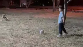 Minik çocuğun oyununa ortak olan davetsiz misafir bakın ne yaptı?