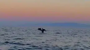 Şarköy kıyılarında yunusların şovuna denk gelen vatandaşlar o anları kaydetti
