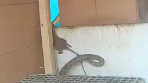 Manisa’da kümese giren dev yılanın fare avı kamerada
