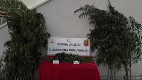Jandarma tarlada suçüstü yaptı Kamu arazisinde 52 kök kenevir buldu