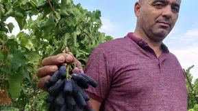 Sarıgöl bağlarında sıra dışı hasat: Siyah inciden rekor verim