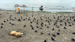 Avcılar sahilinde yaz bitti: İnsanlar çekildi, meydan martılara ve güvercinlere kaldı