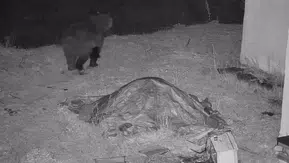 Kars'ta gece yarısı baskını: Kovanları deviren davetsiz misafir kamerada