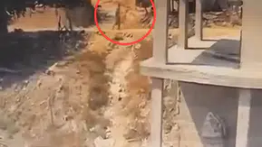 Sarıçam'da vicdansızlık kamerada: İnşaattaki köpeğe sopalı saldırı
