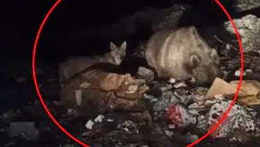 Bingöl'de gece yarısı sürpriz ziyaret: Çöp konteynerleri yabani hayvanların durağı oldu