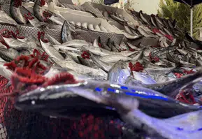Kırmızı etin yanına yaklaşılmıyor: Kırklareli'nde balıkçıdan çarpıcı fiyat kıyaslaması