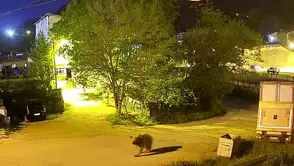Gümüşhane sokaklarında akşam mesaisi yapan ayı paniğe neden oldu