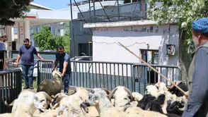 Diyarbakır kurbanlıkları batı illerine doğru yola çıktı