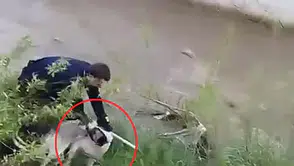 İtfaiyeci ısıran köpeği kurtarmak için pes etmedi