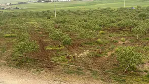 Siirt fıstığında verim artışı yüzleri güldürüyor