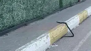 Şırnak sokaklarında boy gösteren yılan mahalleliyi sokağa döktü