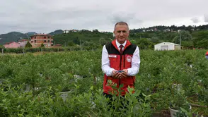 Ordu fındığa alternatif olarak maviyemiş hasadına başladı