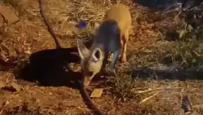 Çankırı merkezinde gece yarısı beklenmedik misafir