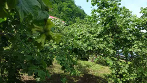 Fındığı kurtarmak için samuray arıları göreve başladı