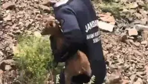 Arama ekipleri Şavşat’ta kayıp baba oğulu ararken yavru keçiyi fark etti