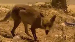 Malatya sokaklarında beklenmedik misafir