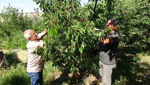 Malatya’da dalbastı kirazı hasadı başladı ama işçi bulunamıyor