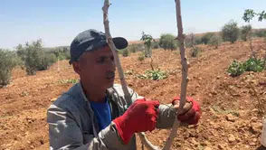 Şanlıurfa bahçelerinde yüksek verim için fıstık aşılama mesaisi