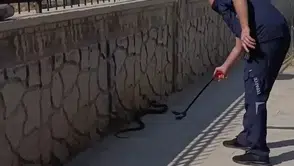 Adıyaman Eğitim ve Araştırma Hastanesi bahçesinde iki metrelik yılan paniği