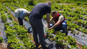 Beyşehirli üreticinin çilek tarlalarına sıkı denetim